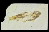 Bargain, Fossil Fish (Knightia) - Wyoming #120629-1